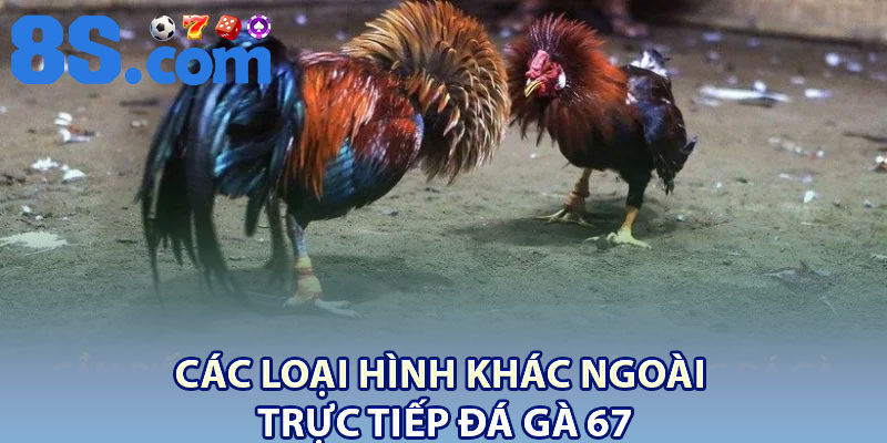 Trực Tiếp Đá Gà 67 Thomo – Thế Giới Gà Đá Sôi Động 4 Các loại hình khác ngoài trực tiếp đá gà 67