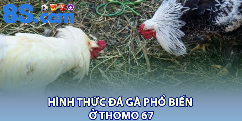 Trực Tiếp Đá Gà 67 Thomo – Thế Giới Gà Đá Sôi Động 3 Hình thức đá gà phổ biến ở Thomo 67