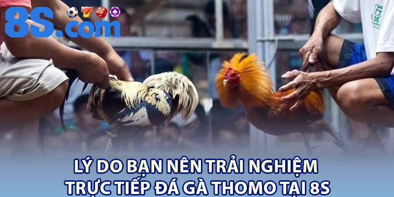 Trực Tiếp Đá Gà Thomo 8S – Thế Giới Gà Đá Đỉnh Cao 3 Lý do bạn nên trải nghiệm trực tiếp đá gà thomo tại 8S