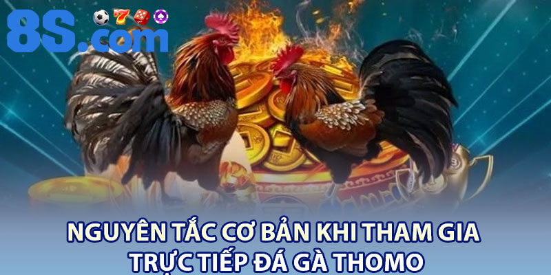 Trực Tiếp Đá Gà Thomo 8S – Thế Giới Gà Đá Đỉnh Cao 4 Nguyên tắc cơ bản khi tham gia trực tiếp đá gà thomo