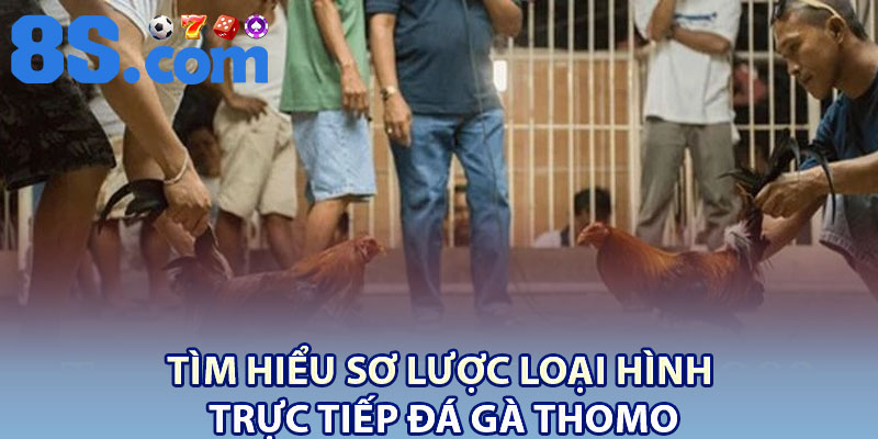 Trực Tiếp Đá Gà Thomo 8S – Thế Giới Gà Đá Đỉnh Cao 2 Tìm hiểu sơ lược loại hình trực tiếp đá gà thomo