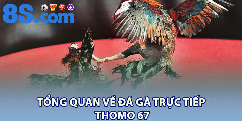 Trực Tiếp Đá Gà 67 Thomo – Thế Giới Gà Đá Sôi Động 2 Tổng quan về đá gà trực tiếp Thomo 67