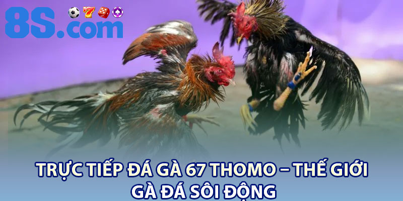 Trực Tiếp Đá Gà 67 Thomo – Thế Giới Gà Đá Sôi Động 2 Truc Tiep Da Ga 67 Thomo – The Gioi Ga Da Soi Dong